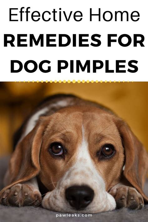 Can Dogs Get Pimples Home Remedies For Dog Acne Dog Acne Home