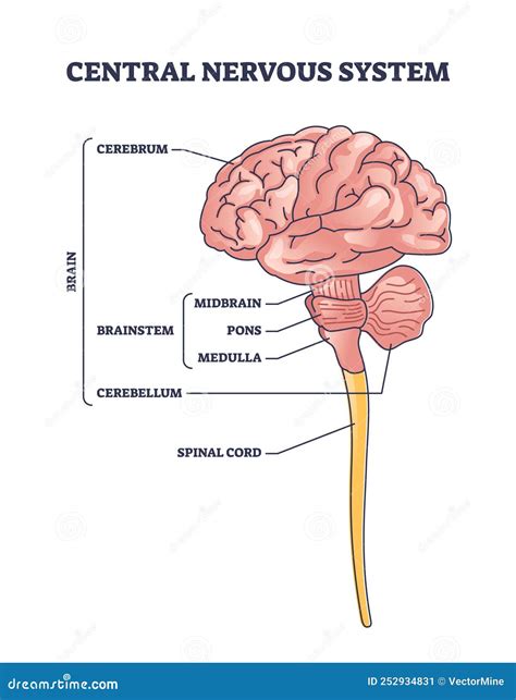 Afbeeldingsresultaat Voor Centraal Zenuwstelsel Anatomie Hersenen My