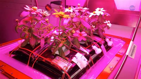 How Do Astronauts Grow Plants In Space