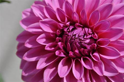 Flowers Dahlias Pink Flowers Wallpapers Hd Desktop And Mobile