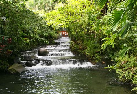 Costa Rica Jungle Vacation Packages Costa Rica Jungles And Java