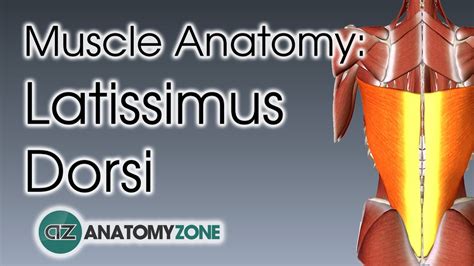 Latissimus Dorsi Muscle Anatomy Youtube