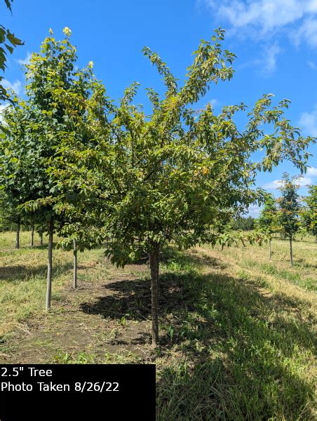 Zumi Calocarpa Crabapple Tree Plant Inventory Goodmark Nurseries