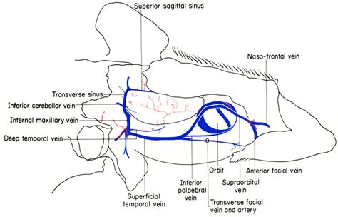 The Anatomy of the Laboratory Mouse