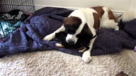 Adorable And Hilarious St Bernard And Puppy Playing Youtube
