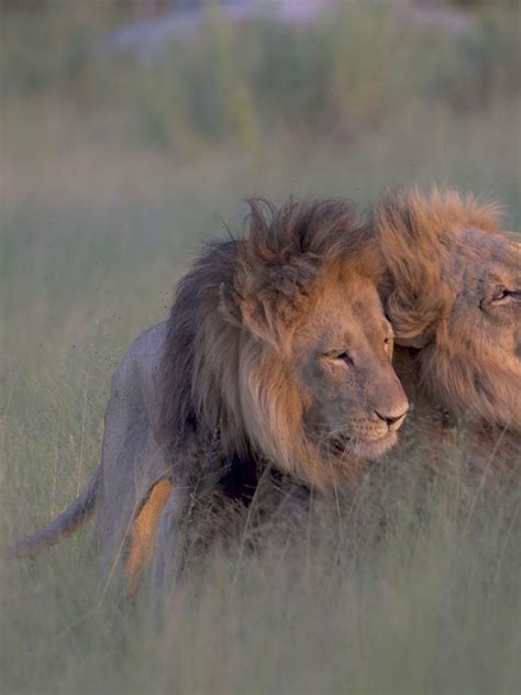 Top 184 Wild Animals In Africa Mating