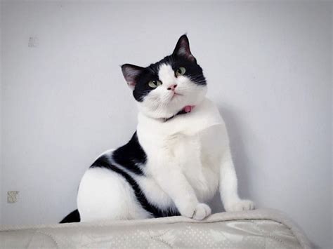 กดรัวๆ เกม popcat ให้แมวอ้าปาก ขึ้นอันดับ 1 ของโลก รูปข่าว : 13 เพจแมวน่ารักขวัญใจชาวเฟซบุ๊ก นี่แหละแมวเซเลบของไทย ที่ ...