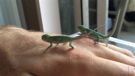BABY VEILED CHAMELEONS on hand (3 days old) - YouTube