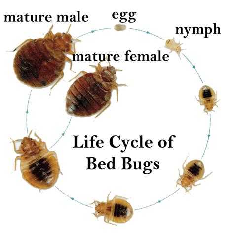 Bed Bug Facts Southern K9 Bed Bug Detection