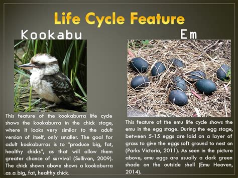 Animal Classification And Life Cycles Ppt Video Online Download