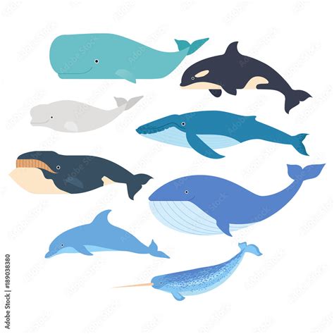 Whales And Dolphin Set Marine Mammals Illustration Narwhal Blue