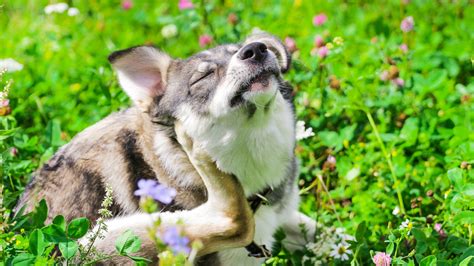 Seasonal Allergies In Dogs How To Tell And How To Treat Them Goodrx