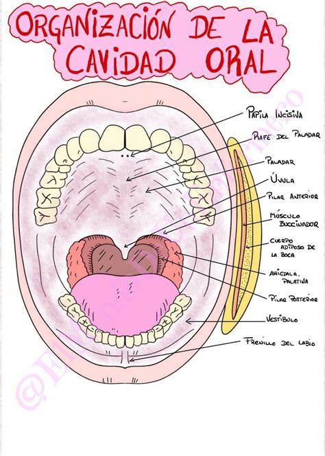 Anatom A De La Cavidad Oral Cavidad Oral Anatom A Dental Anatomia Y