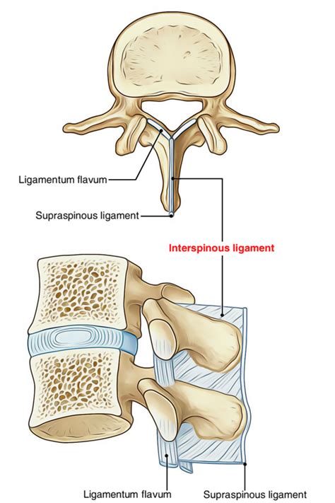 Interspinous Ligaments - Earth's Lab