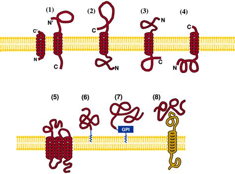 Schematic Illustration Showing The 8 Types Of Membrane Proteins 1