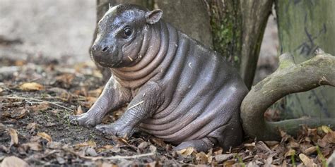 Rare Pygmy Hippo Named Olivia Born In Swedish Zoo Huffpost