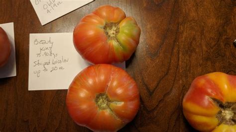 We did not find results for: Photo in Dwarf Tomatoes 2019 - Google Photos | Google ...