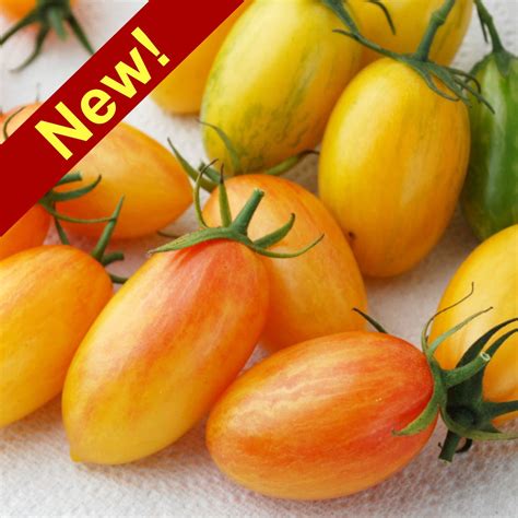 Artisan Blush Cherry Tomato Cherry Tomatoes Tomato Artisan