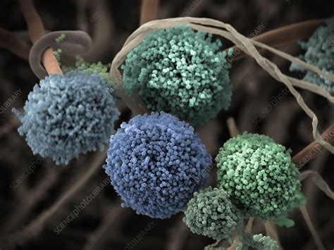 Aspergillus Niger Fungus Sem Stock Image C0387295 Science Photo