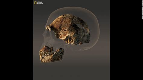 Homo naledi is an extinct species of human discovered in rising star cave in south africa in 2013 ce in what has become the biggest homo naledi were short and small, with small skulls, and skeletons showing a mixture of features, some resembling the. Homo naledi. Ecco perché la scoperta riscrive la storia dell'uomo