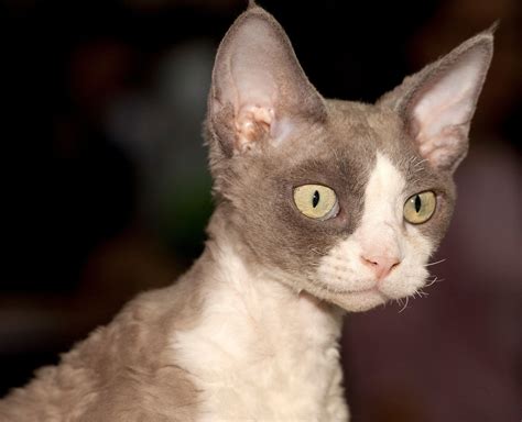 Devon Rex Temperamento Características Comportamiento Origen