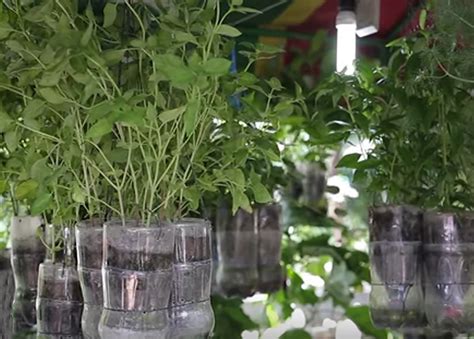 How to start an urban garden according to a soil scientist