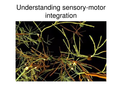 Ppt Understanding Sensory Motor Integration Powerpoint Presentation