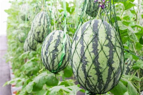 How To Grow Watermelon Detailed Instructions Growfully