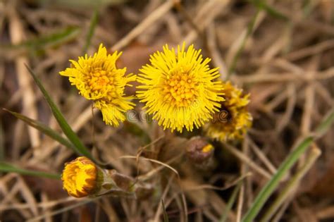 Coltsfoot Flowers In Spring In Dry Grass Stock Photo Image Of