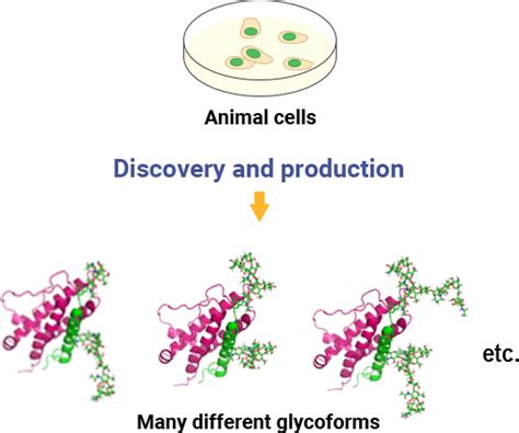 Maybe you would like to learn more about one of these? Glycans and Our Technology | GlyTech, Inc.