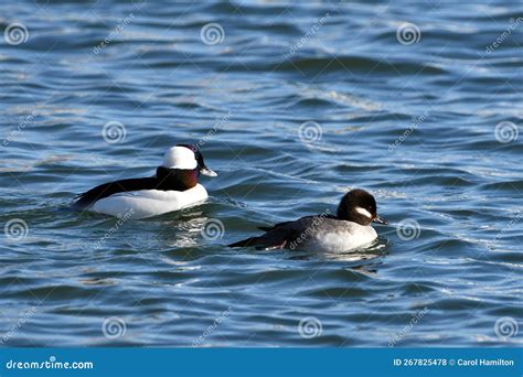 Male And Female Bufflehead Ducks Stock Photo Image Of Bird Goose