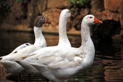 While in canada the median annual salary for this job is c$40,550 ($31,389 usd). How to Be an Aflac Agent | eHow