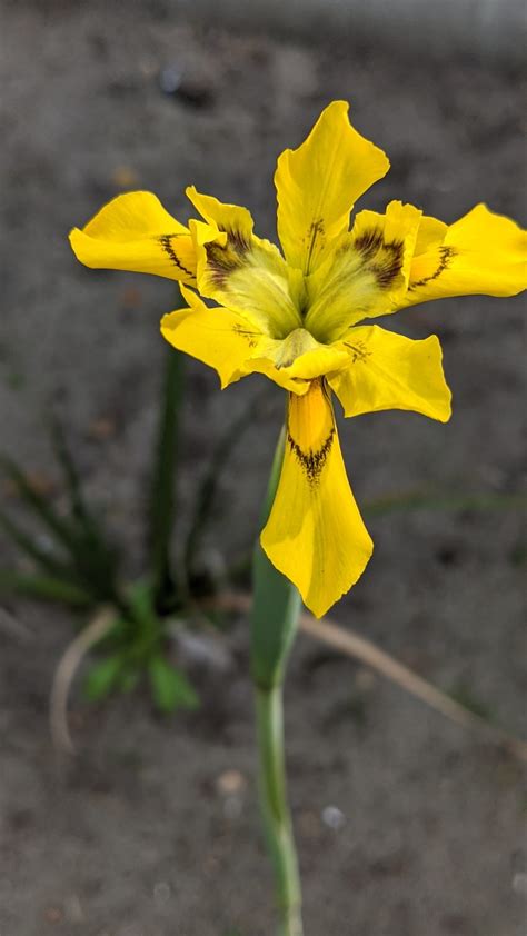 Moraea Een Exotisch Aandoende Vasteplant Uit Zuid Afrika