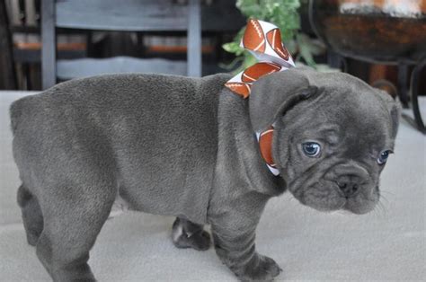 Find french bulldog puppies for sale and dogs for adoption near you. Blue French Bulldog Puppies For Sale for Sale in Houston ...