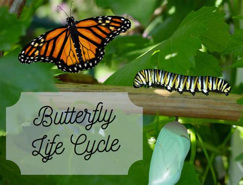 Choose from 500 different sets of flashcards about butterfly life cycle on quizlet. Life Cycle Of A Butterfly: Stages Of Life | Science Trends