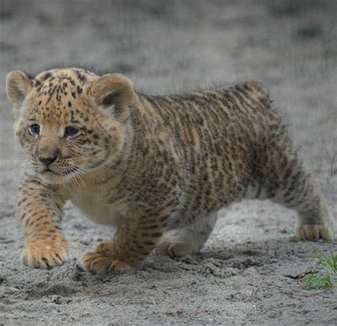 10 Heart Meltingly Cute Photos Of Liliger Cubs Daily Star