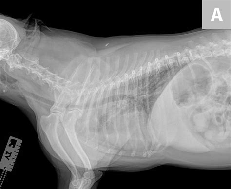 Lung cancer is a general term that includes all abnormal lung tissue cells that multiply unregulated and form tumors or growths in the lungs. Acute Respiratory Distress in a Brachycephalic Dog (mit ...