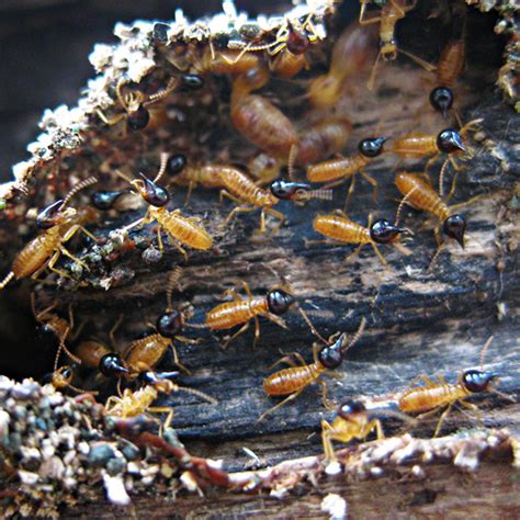 American pest control has been serving residential and commercial customers in the birmingham, clanton and cullman areas for over 75 years. 81 Termite - Termites Info