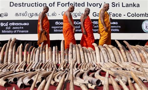 Sri Lanka Finally Destroys Its Stock Of Illegal Ivory And Apologizes To