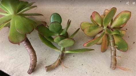 Water Propagation For Succulents A How To Guide