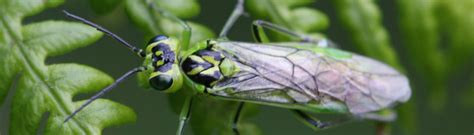 Sawflies | NatureSpot