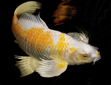 White And Yellow Yamabuki Hariwake Butterfly Koi Fish
