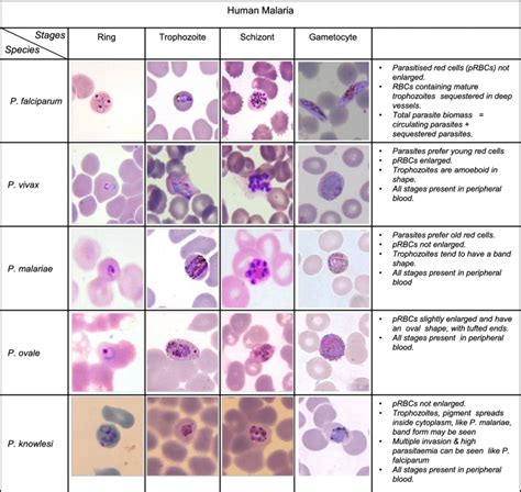 Morphological Scheme Of Human Malaria Parasites Types And Stages Of