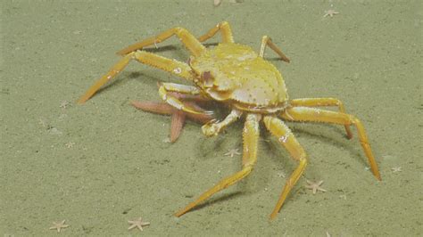 Shimmering Seeps Of Cascadia Margin Nautilus Live