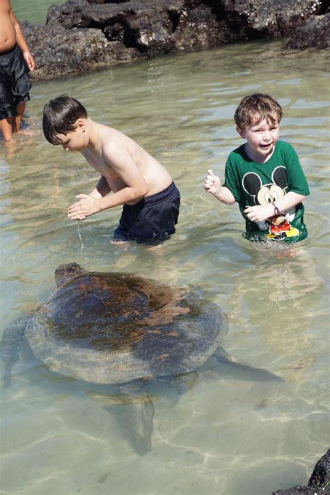Swimming With Sea Turtles In Hawaii Big Island Hawaii Kona Hawaii
