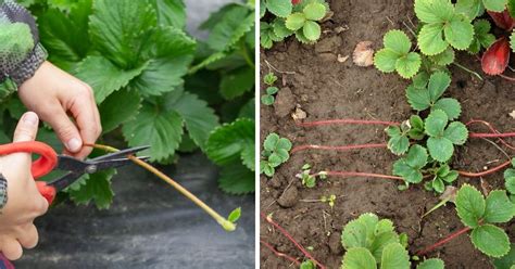 What Are Strawberry Runners Stolons Strawberry Plants