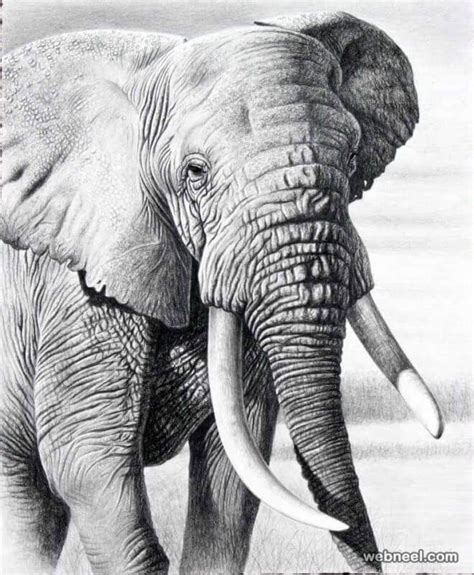 26 Stunning Drawings Of Animals Made From Pencil And Paper Realistic