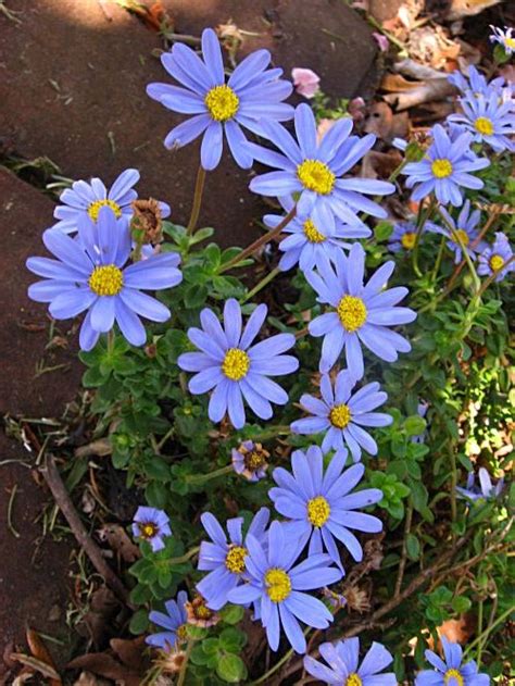 Blue Daisy The Perfect Flower Plants Garden Plants Blue Daisy