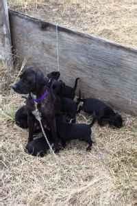Purebred lab puppies $250 (mml > porter mn ). Lab mix puppies, free to good home (Jenkins) for Sale in ...