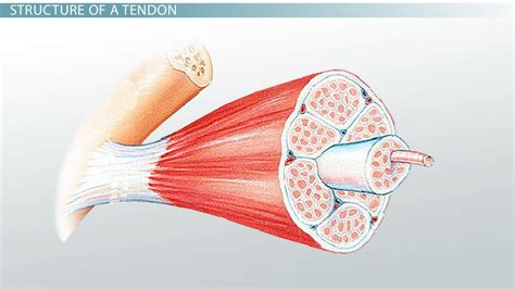 What Is A Tendon Anatomy And Definition Video And Lesson Transcript